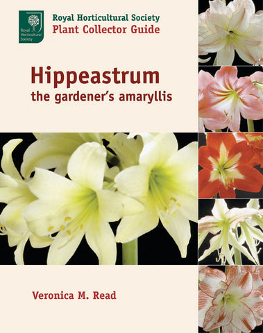 Hippeastrum