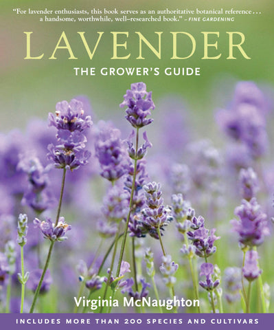 Lavender